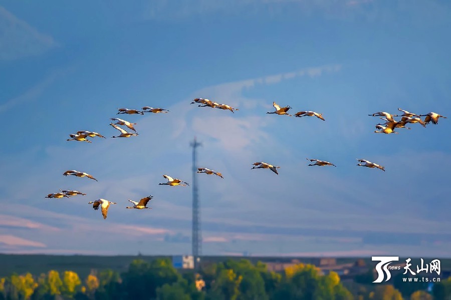 Demoiselle cranes return in Ili,Xinjiang