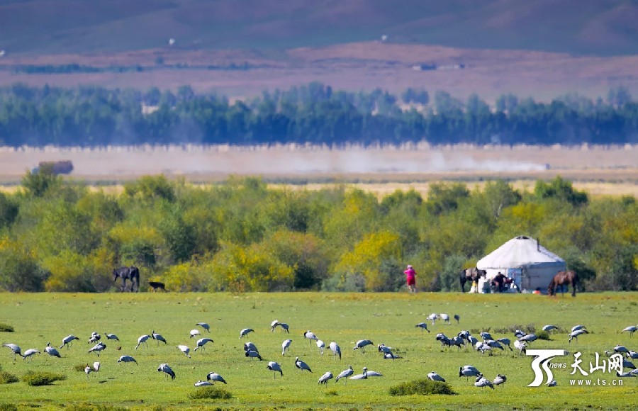 Demoiselle cranes return in Ili,Xinjiang