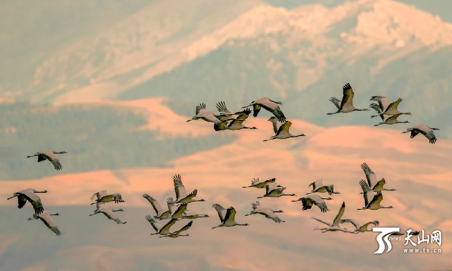 Demoiselle cranes return in Ili,Xinjiang