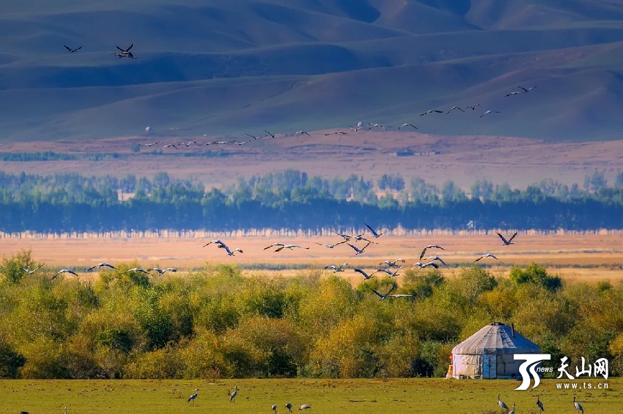 Demoiselle cranes return in Ili,Xinjiang