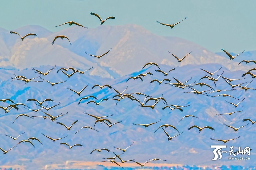 Demoiselle cranes return in Ili,Xinjiang