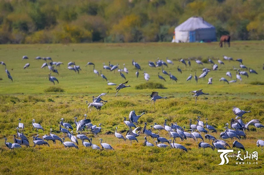 Demoiselle cranes return in Ili,Xinjiang