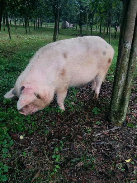 Pet pig worth 10,000 yuan