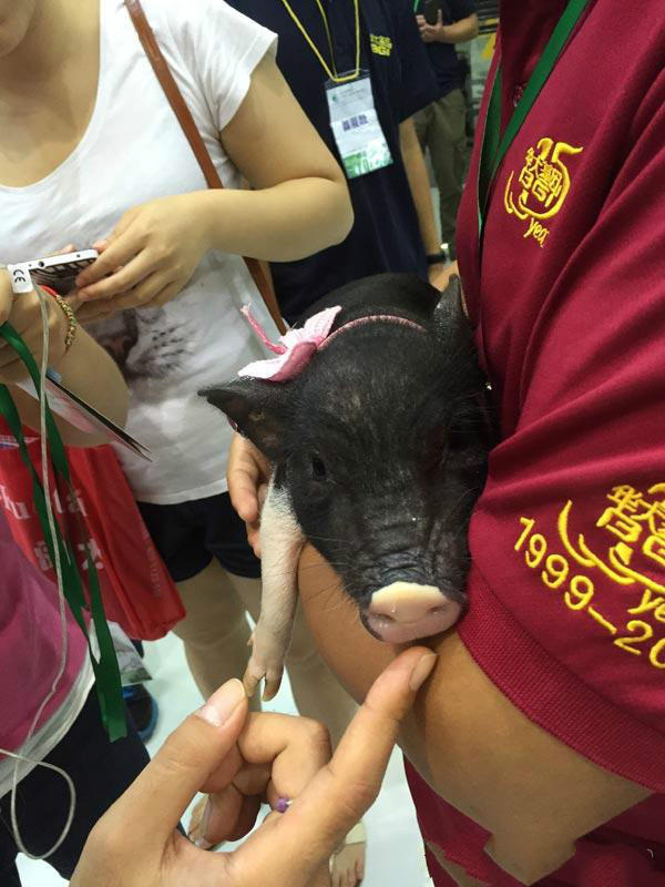 Pet pig worth 10,000 yuan