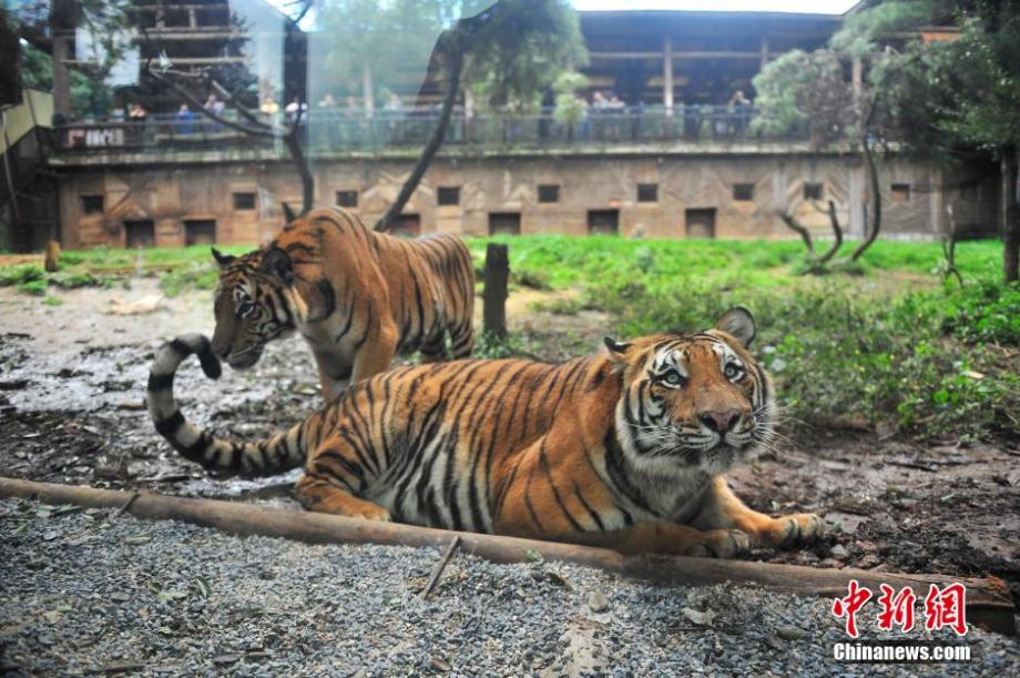 Visitors have zero-distance contact with tigers in SW China