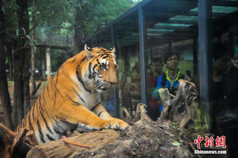 Visitors have zero-distance contact with tigers in SW China