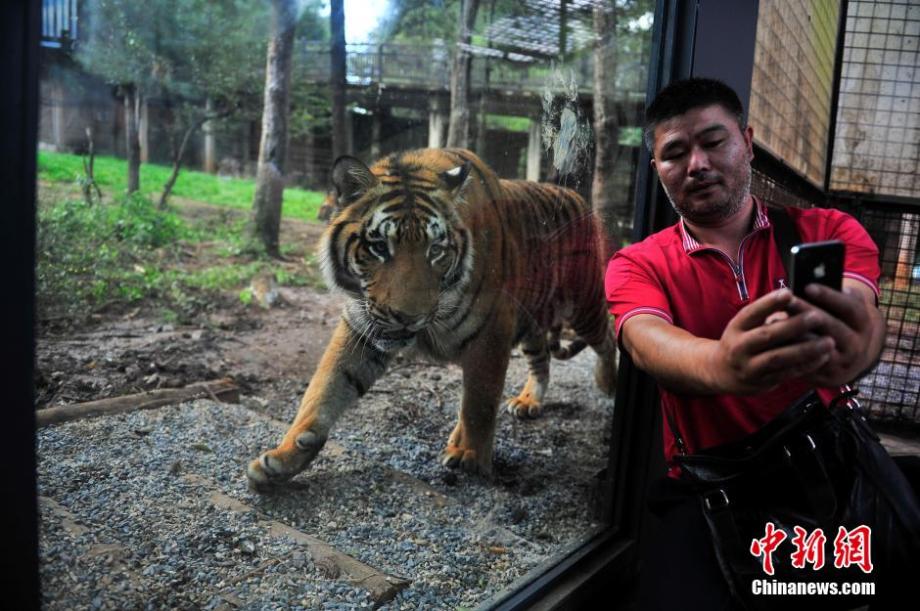 Visitors have zero-distance contact with tigers in SW China