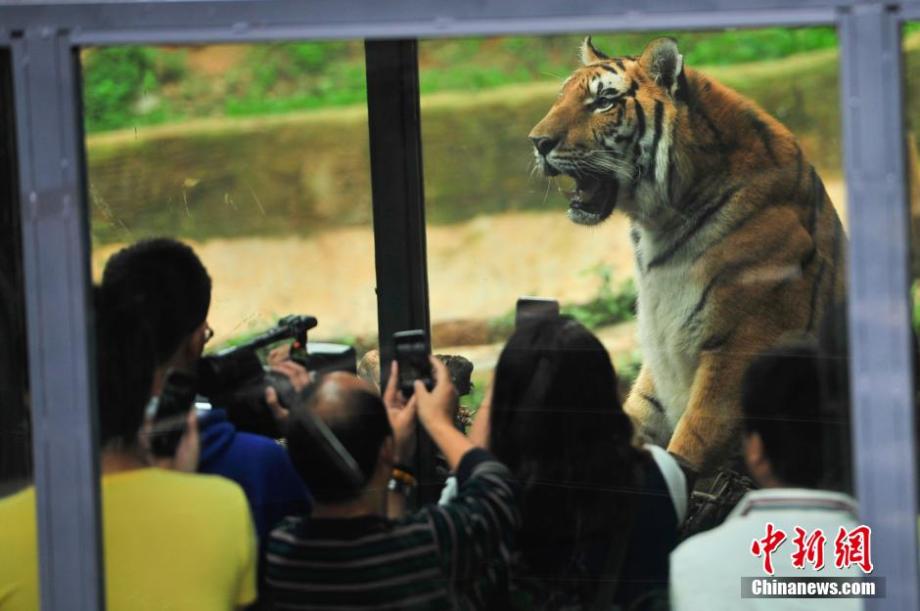 Visitors have zero-distance contact with tigers in SW China