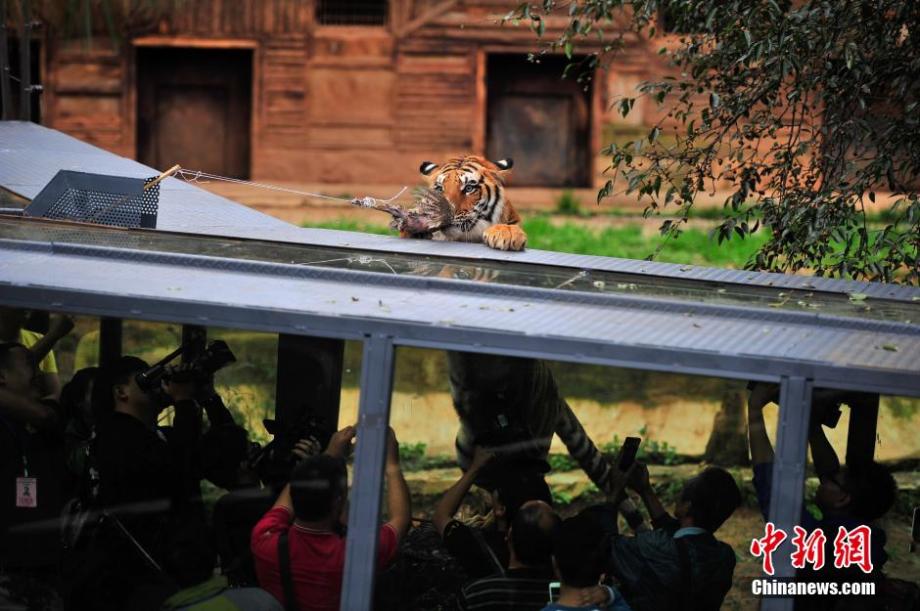 Visitors have zero-distance contact with tigers in SW China