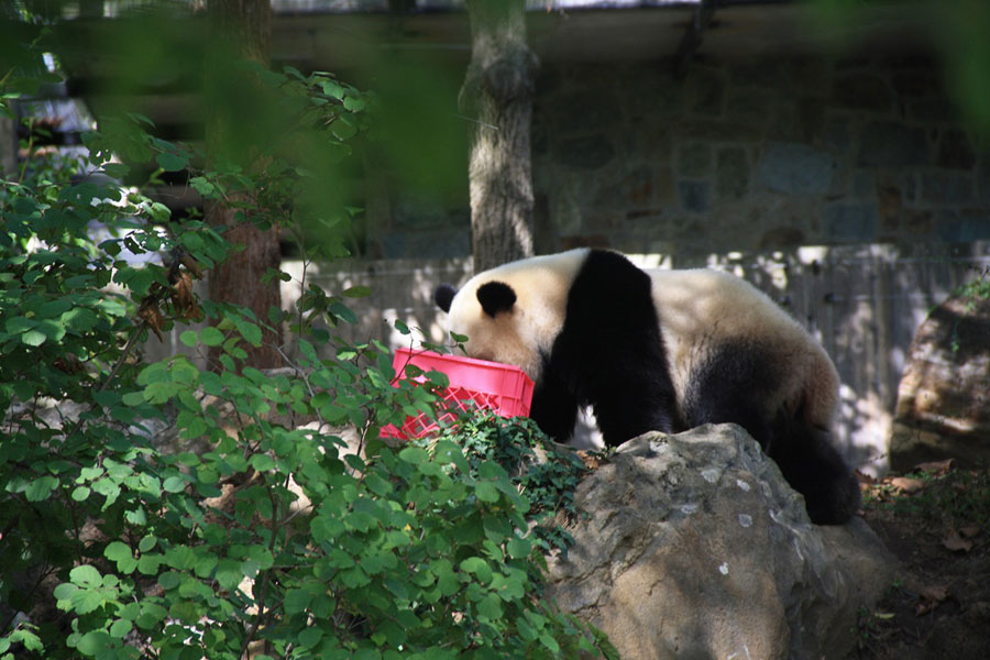 A Glimpse of the National Zoological Park in Washington D.C.