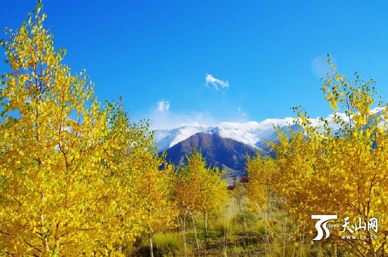 In pics: Impressive Autumn Balikun, Xinjiang