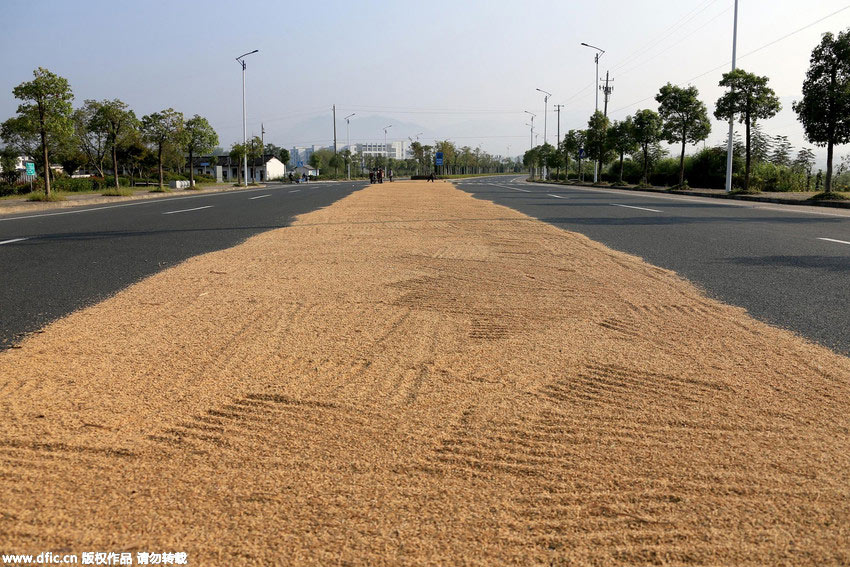 Farmers dry paddy on highway in World Heritage Site Hong Village