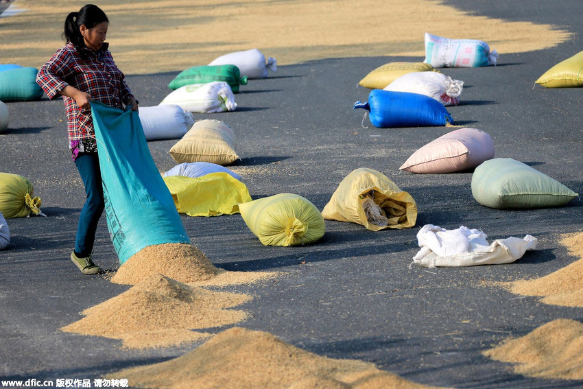 Farmers dry paddy on highway in World Heritage Site Hong Village