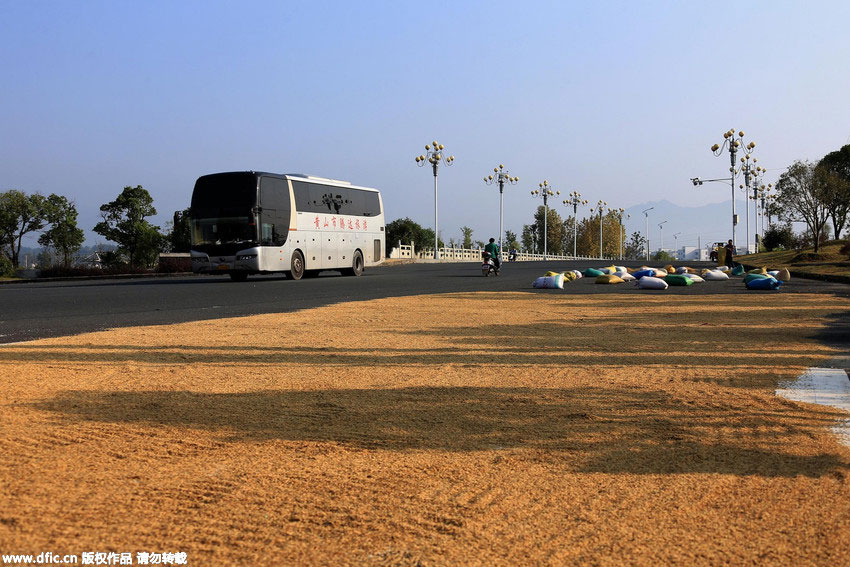 Farmers dry paddy on highway in World Heritage Site Hong Village