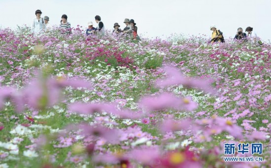 Travel for the intoxicating autumn scenery