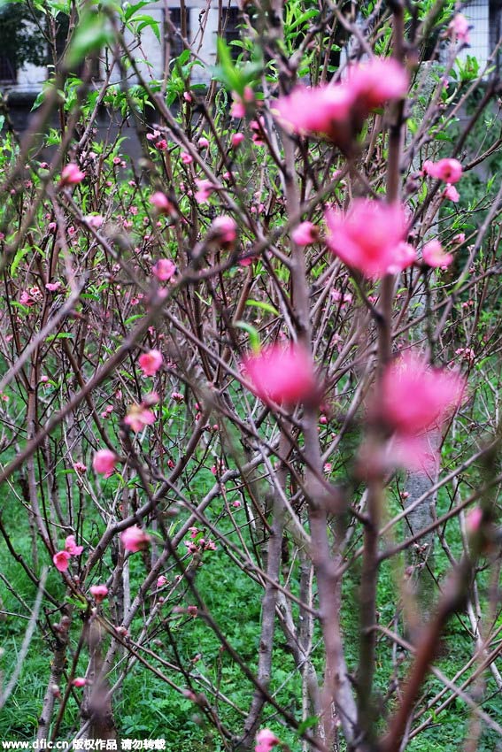 Peach trees in full blossom in autumn