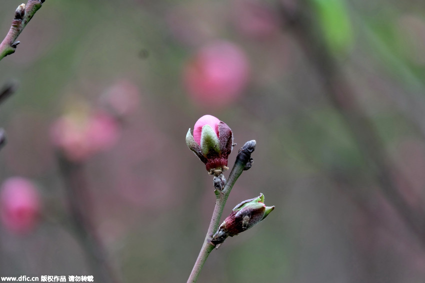 Peach trees in full blossom in autumn