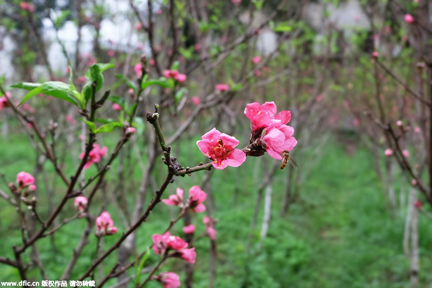 Peach trees in full blossom in autumn