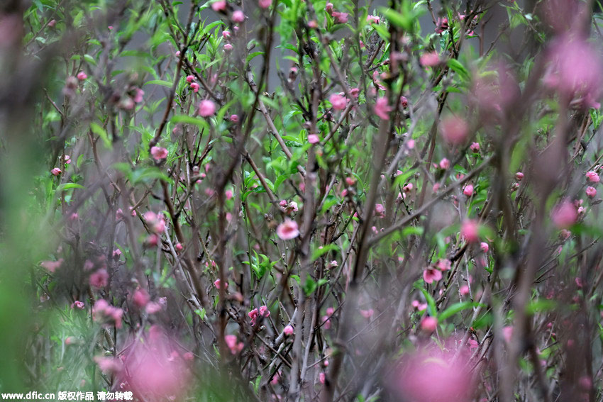 Peach trees in full blossom in autumn