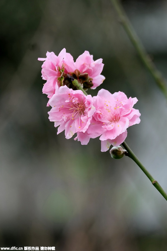 Peach trees in full blossom in autumn