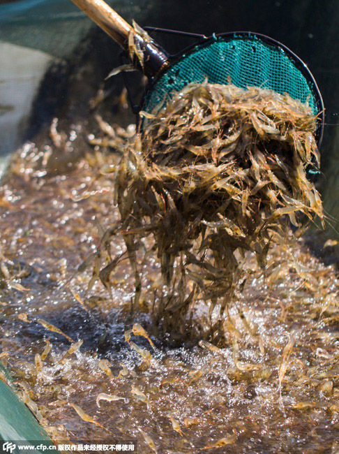 Shrimpers have a big harvest in Poyang Lake