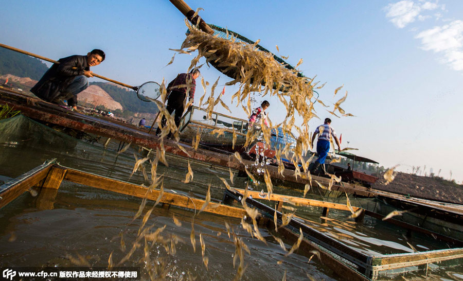 Shrimpers have a big harvest in Poyang Lake