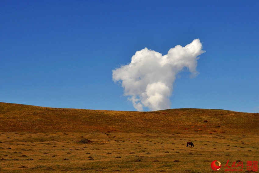 Picturesque scenery makes Bashang Grassland worth revisiting