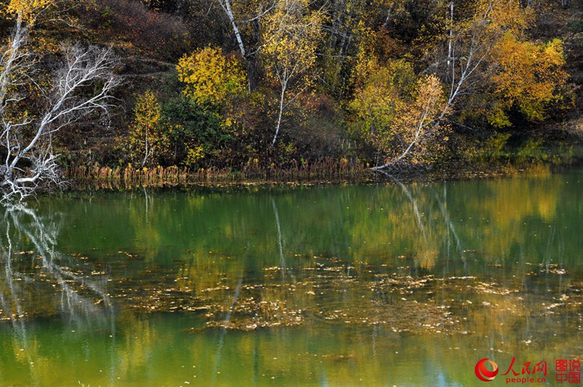 Picturesque scenery makes Bashang Grassland worth revisiting