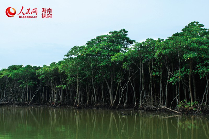 In photos: China's largest mangrove reserve