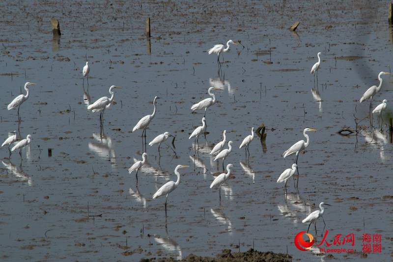 In photos: China's largest mangrove reserve