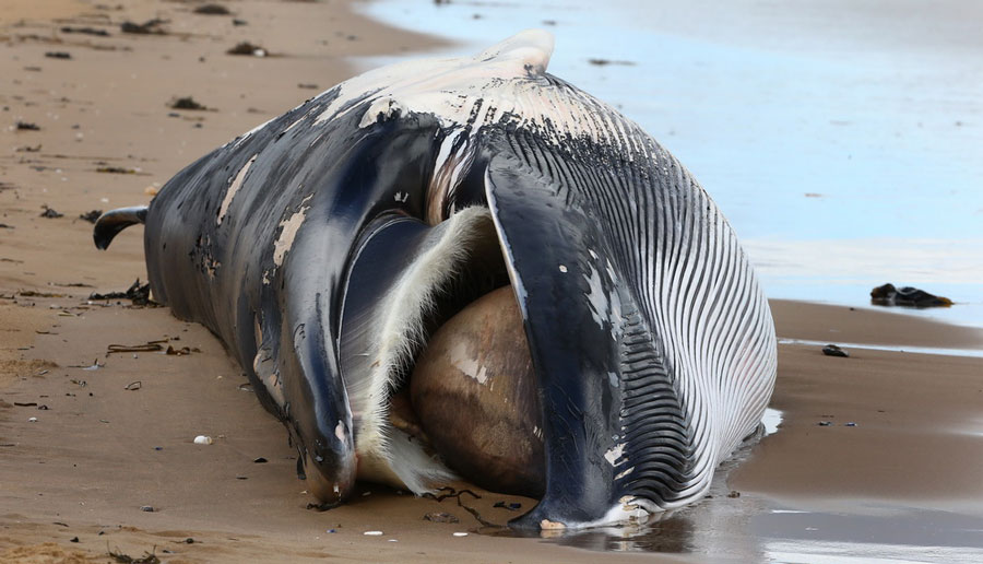 11-meter-long dead whale found on Kent beach, England