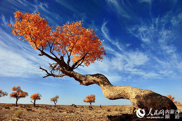 Golden autumn in China