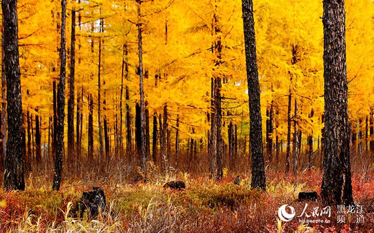 Golden autumn in China