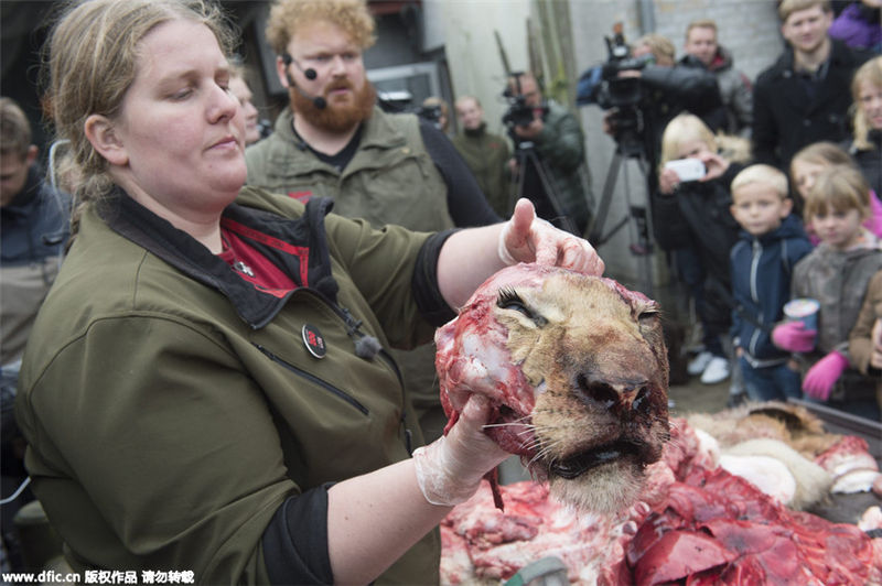 Danish zoo staged a controversial dissection of a lion in front of a crowd of schoolchildren 