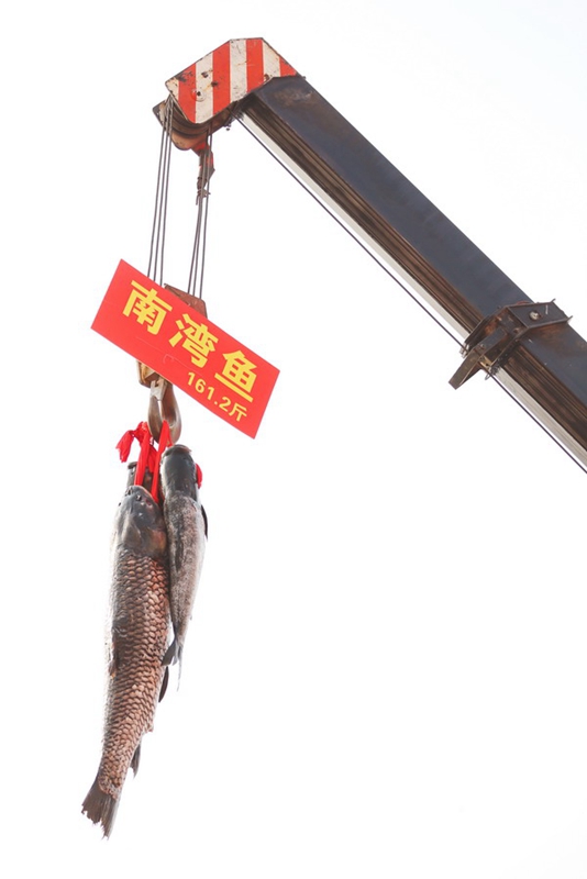 Dish made of 80.6 kg fish treats visitors to food festival in Zhengzhou