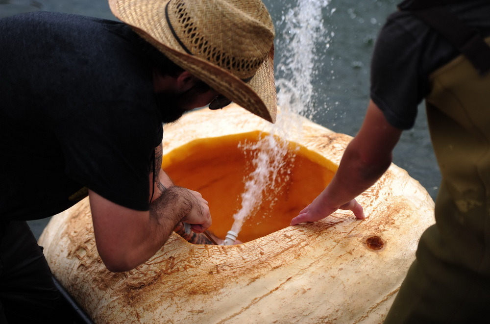 People paddle pumpkins in West Coast Giant Pumpkin Regatta 