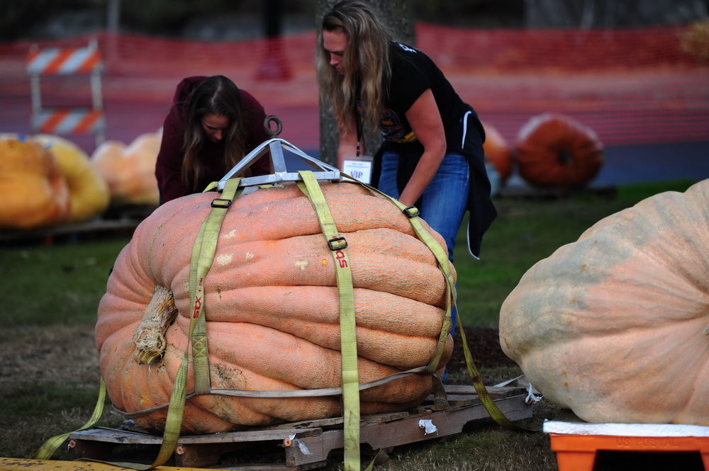 People paddle pumpkins in West Coast Giant Pumpkin Regatta 