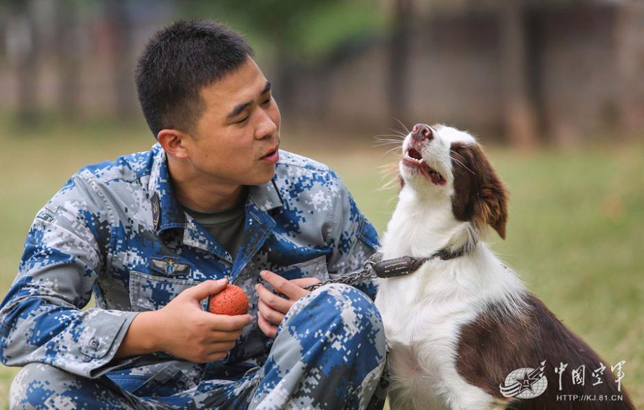 Military dogs of PLA Air Force in training