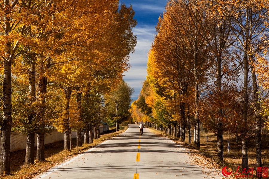 The golden autumn of N. China