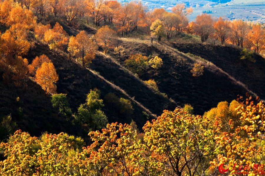 The golden autumn of N. China