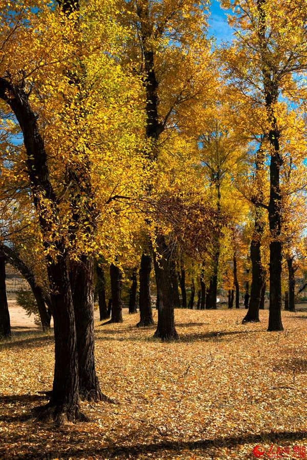 The golden autumn of N. China