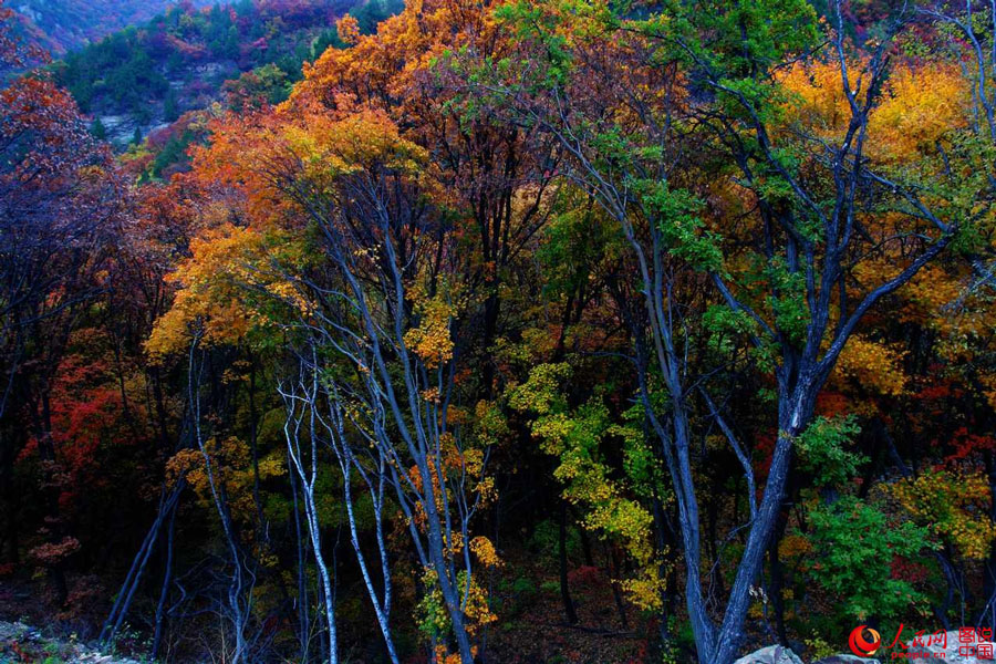 Picturesque autumn scenery in N China 