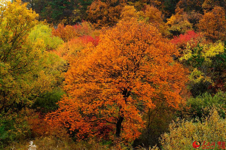 Picturesque autumn scenery in N China 