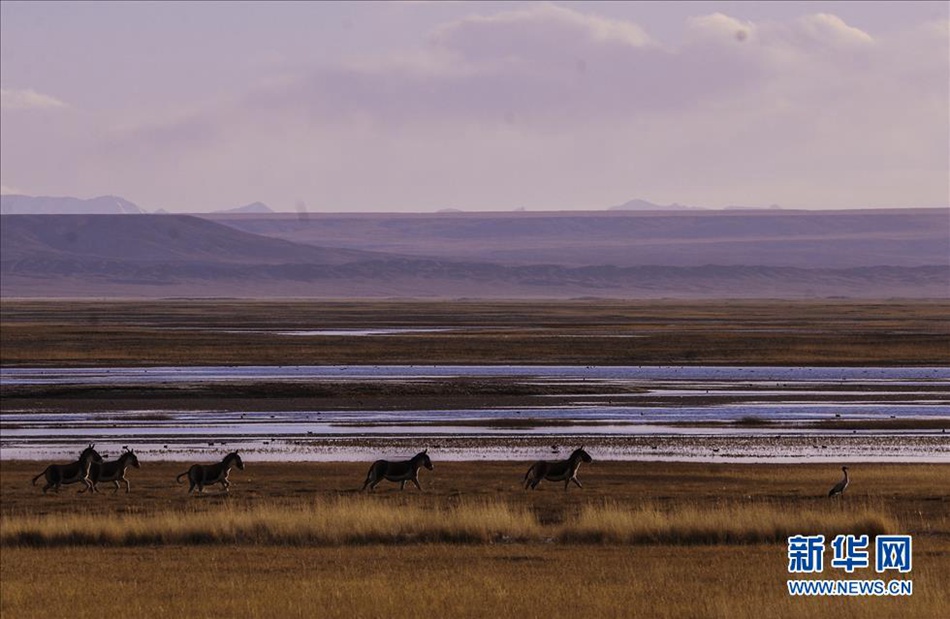 A visit to Altun Shan Nature Reserve