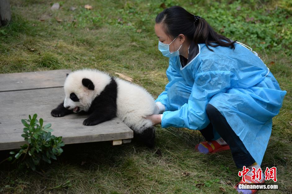 Giant pandas form ‘pyramid’ when receiving food