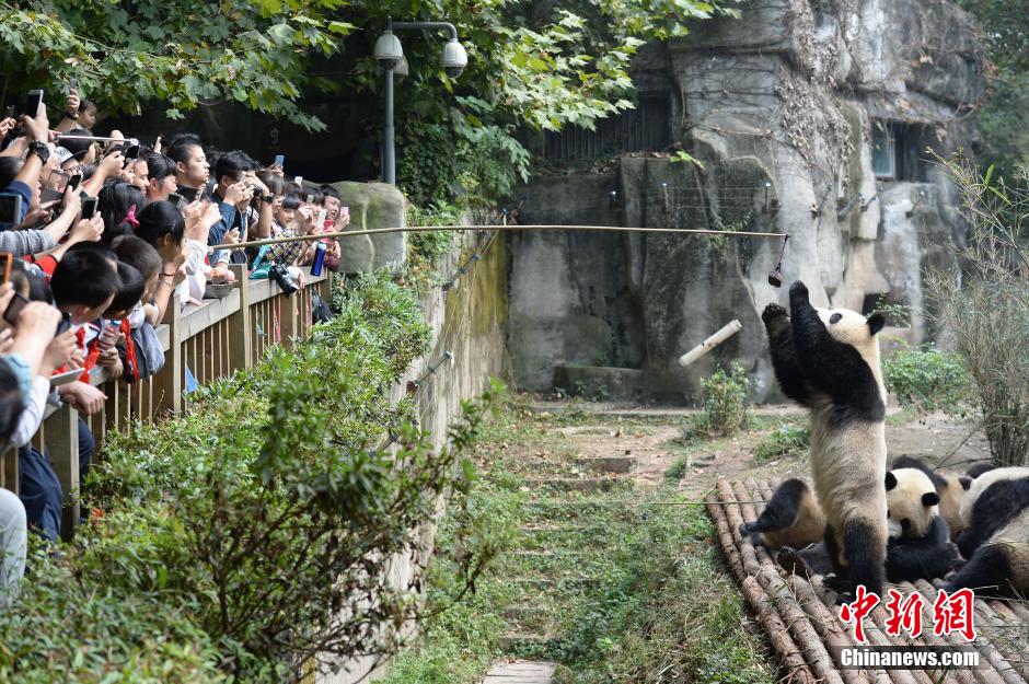 Giant pandas form ‘pyramid’ when receiving food