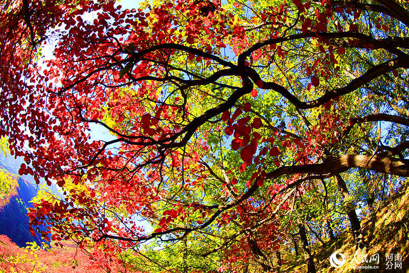 Trees burst into color in C China