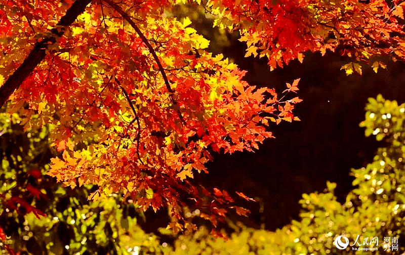 Trees burst into color in C China