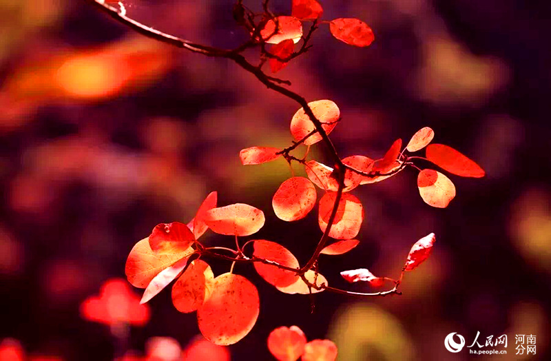 Trees burst into color in C China