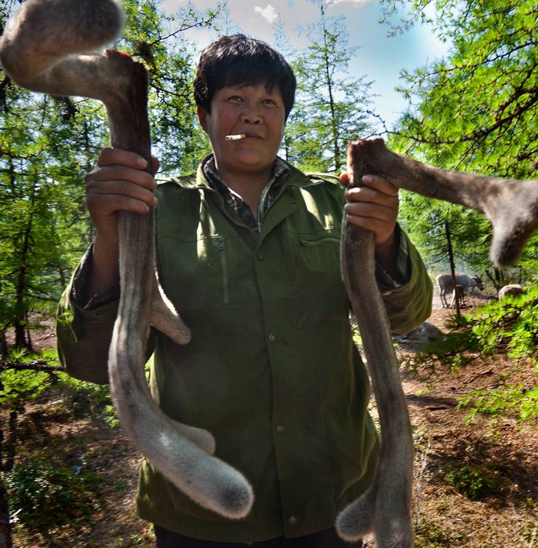 Photo story: A mysterious minority group which raises reindeers